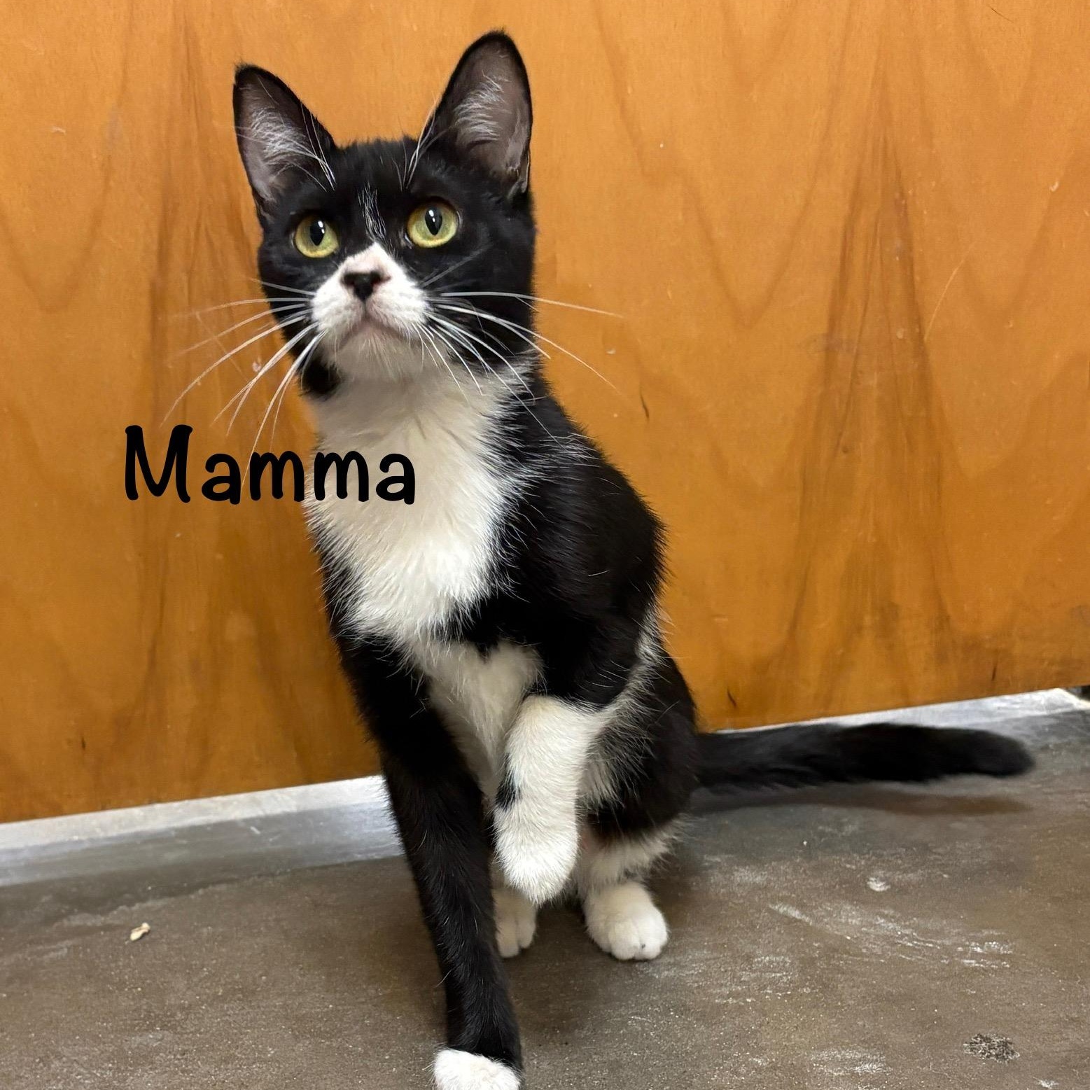 Enlarge Mamma (call 602-692-1499 to meet Mamma), a Adoptable mixed breed in Phoenix, AZ image 1/3