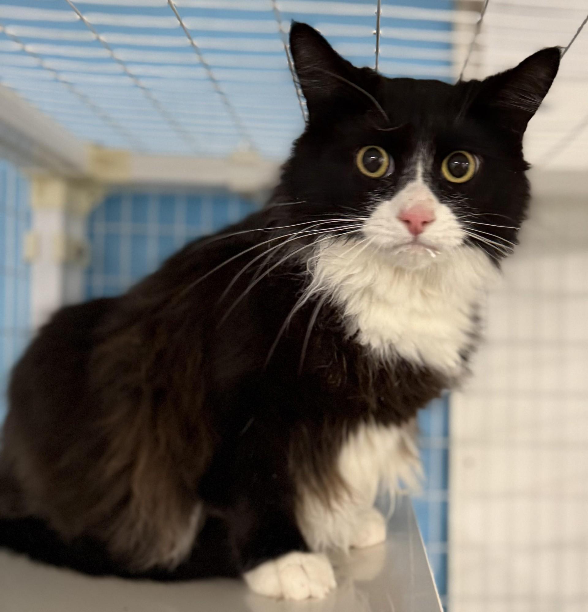 Enlarge Fiyero, a ADOPTABLE Domestic Short Hair in Claremont, NH image 1/1