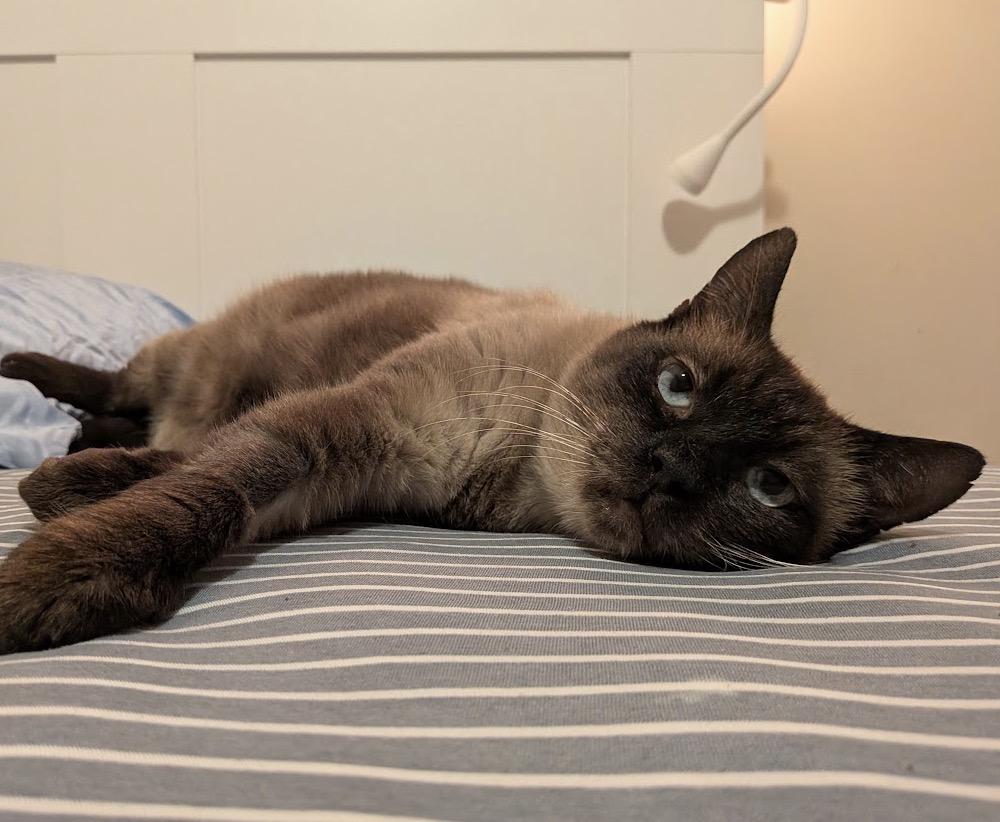 Enlarge Meridian, a Adoptable Domestic Short Hair in Alexandria, VA image 3/6