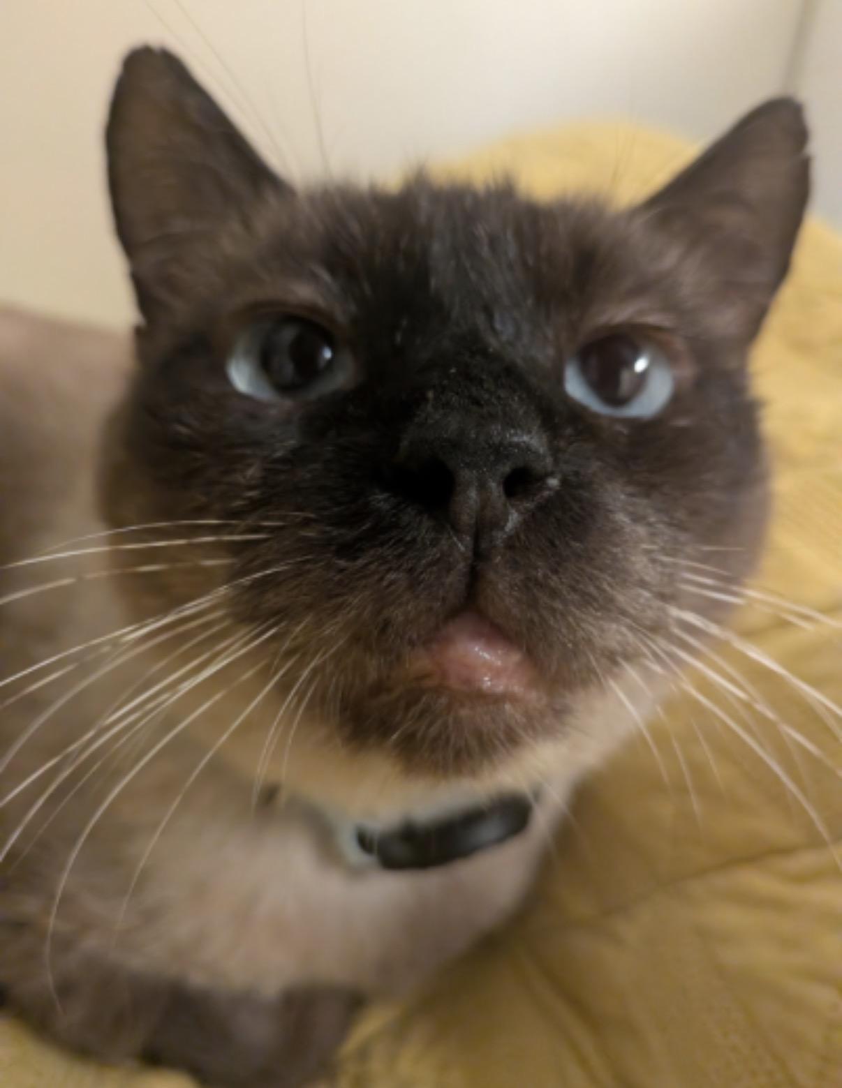 Enlarge Meridian, a Adoptable Domestic Short Hair in Alexandria, VA image 2/6