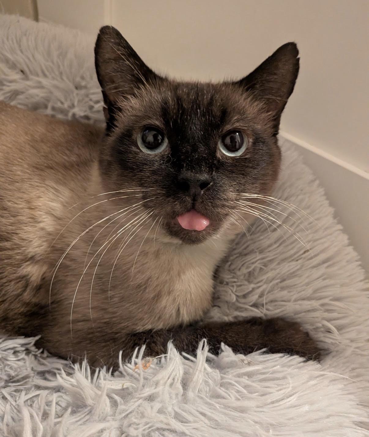 Enlarge Meridian, a Adoptable Domestic Short Hair in Alexandria, VA image 4/6