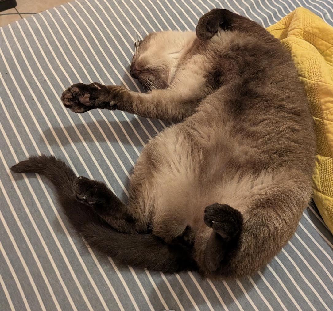 Enlarge Meridian, a Adoptable Domestic Short Hair in Alexandria, VA image 6/6