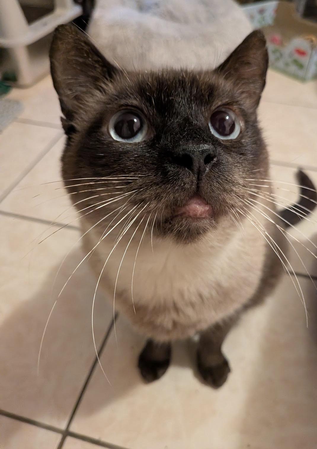 Enlarge Meridian, a Adoptable Domestic Short Hair in Alexandria, VA image 1/6