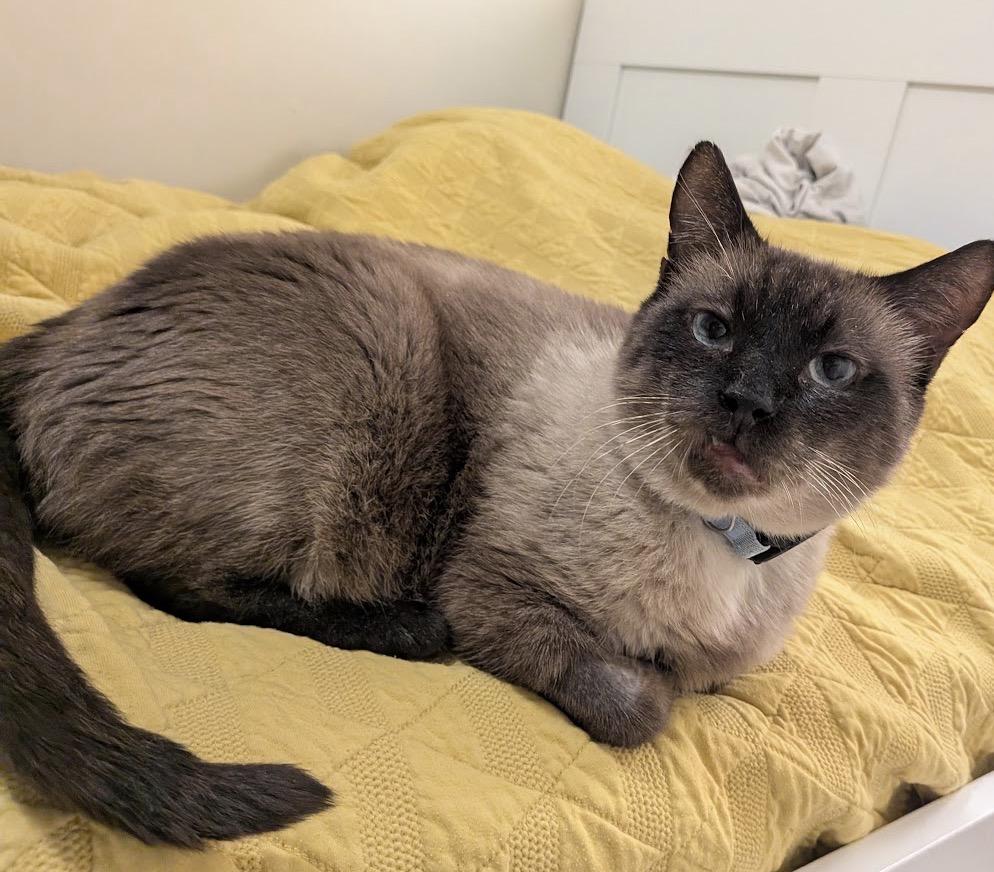 Enlarge Meridian, a Adoptable Domestic Short Hair in Alexandria, VA image 5/6