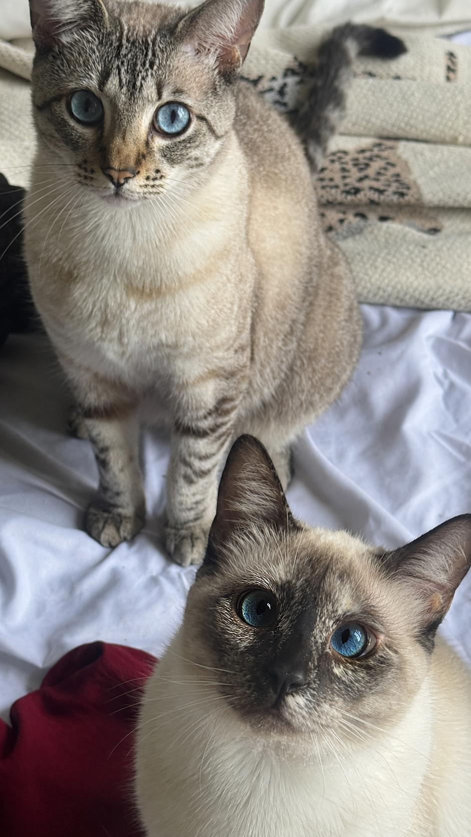 Milan, Adoptable, Adult Female Siamese.