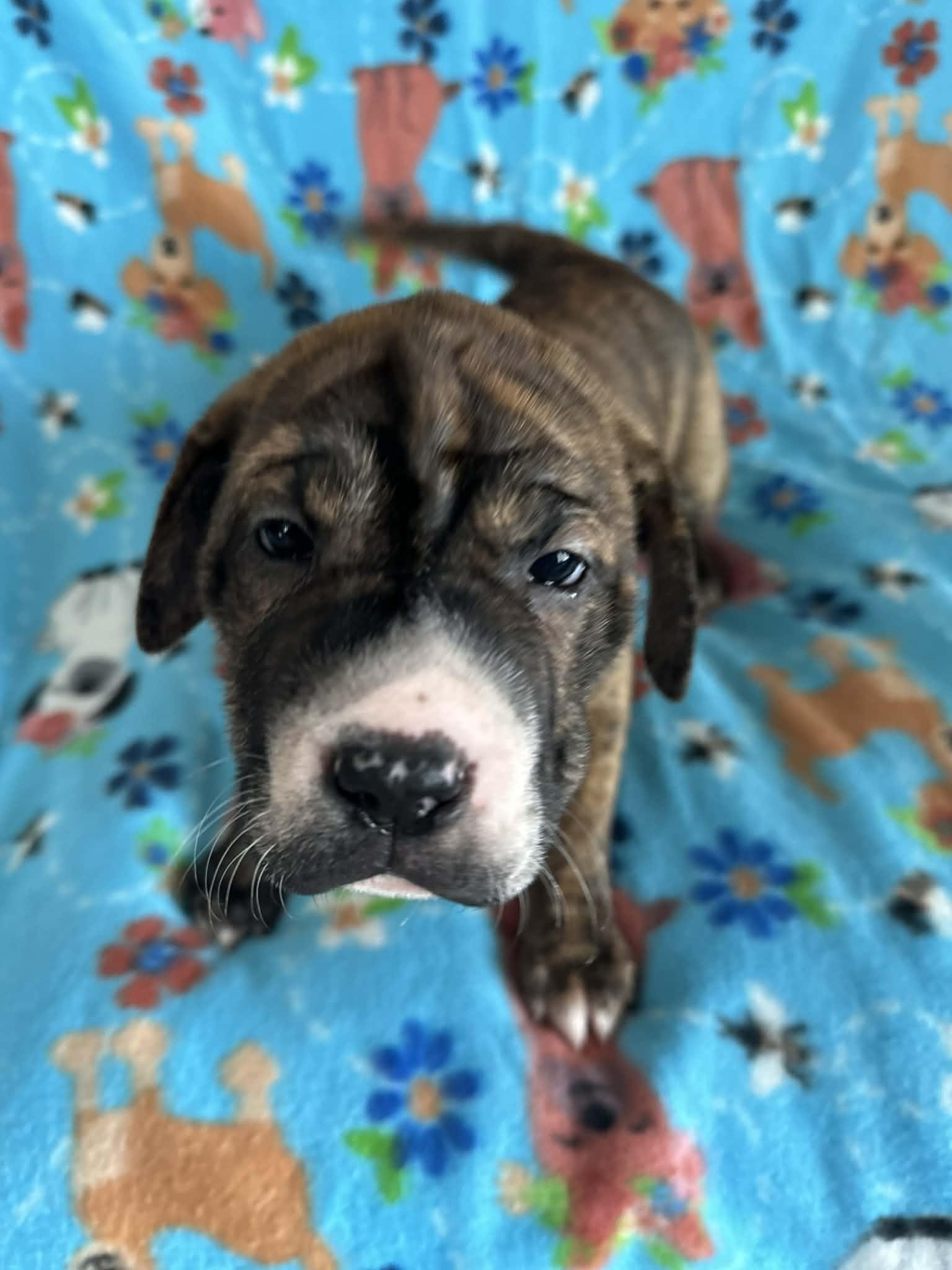 Yvette, adopted, Puppy Female Staffordshire Bull Terrier & Mixed Breed.