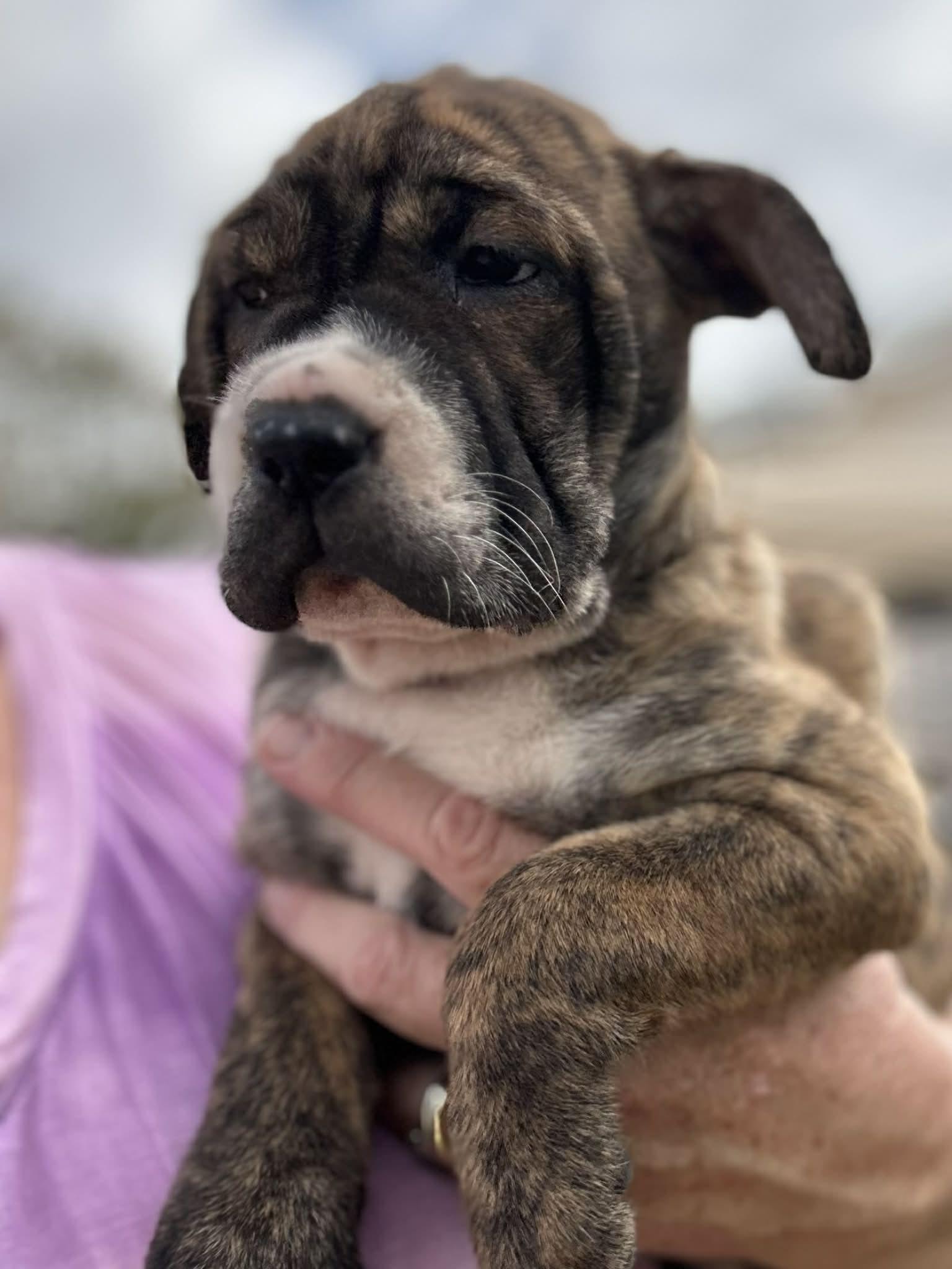 Enlarge Yvette, an adopted mixed breed in Harrisburg, PA image 2/6