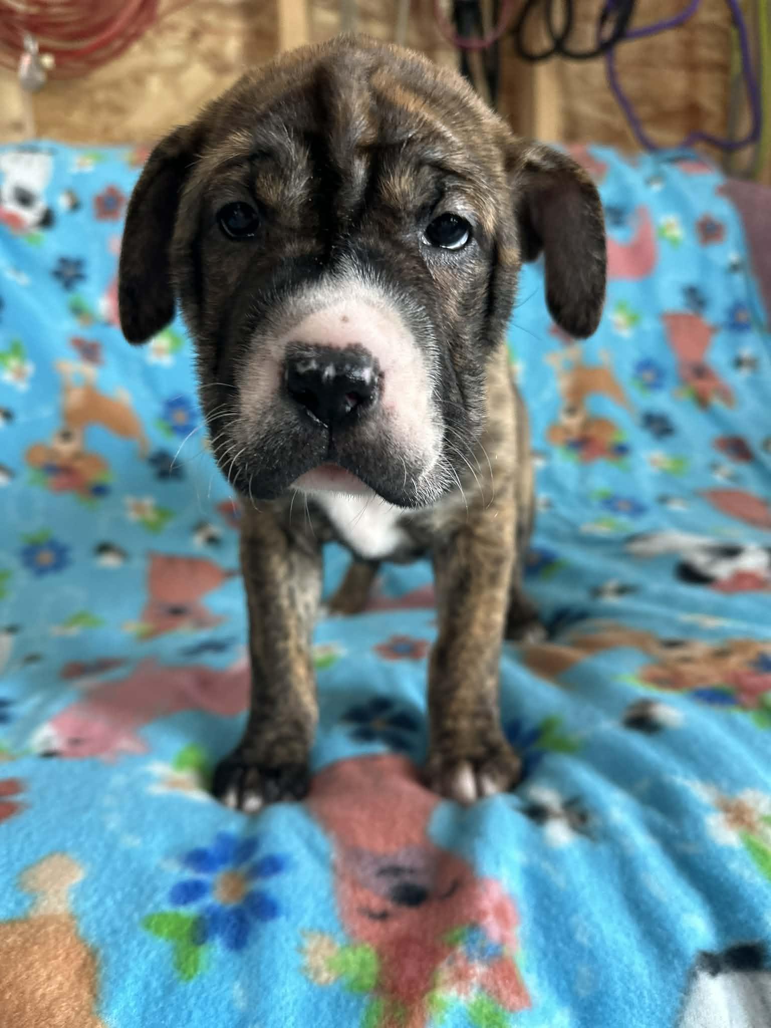 Enlarge Yvette, an adopted mixed breed in Harrisburg, PA image 3/6