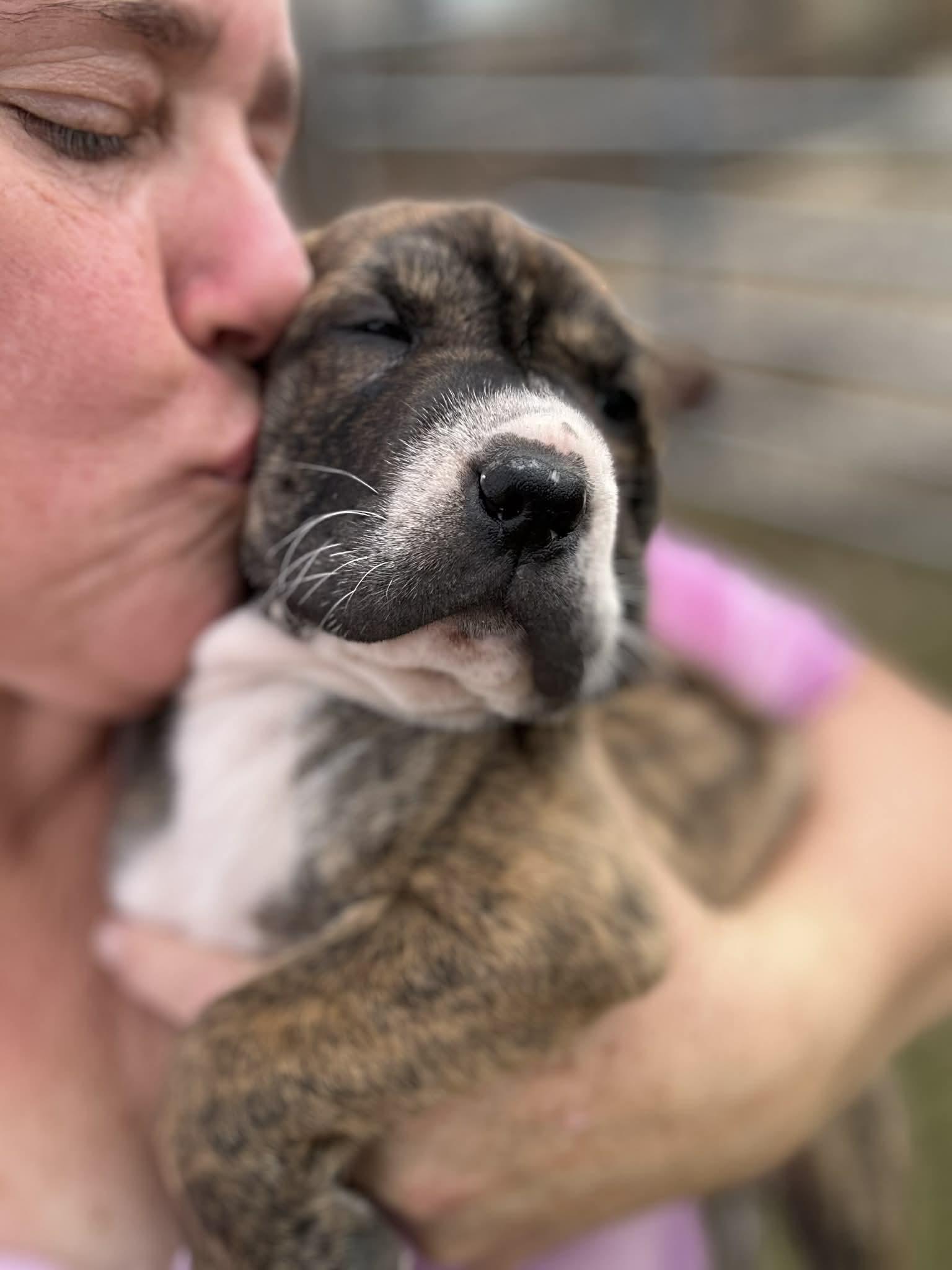 Enlarge Yvette, an adopted mixed breed in Harrisburg, PA image 4/6