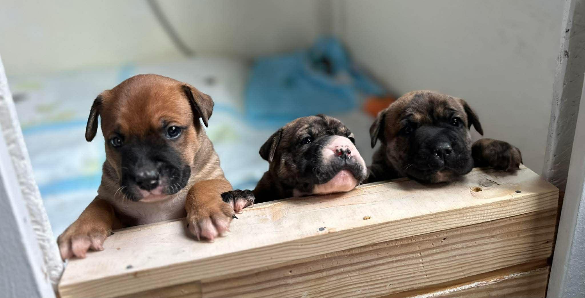 Enlarge Yvette, an adopted mixed breed in Harrisburg, PA image 5/6