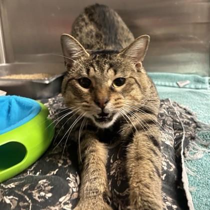 Enlarge Tiger, a Adoptable Domestic Short Hair in Dallas, TX image 1/5