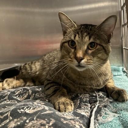 Enlarge Tiger, a Adoptable Domestic Short Hair in Dallas, TX image 3/5