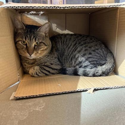 Enlarge Tiger, a Adoptable Domestic Short Hair in Dallas, TX image 4/5