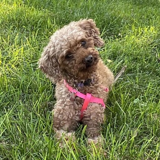 Rea - Home Visit in Process, Adopted, Adult Female Poodle.