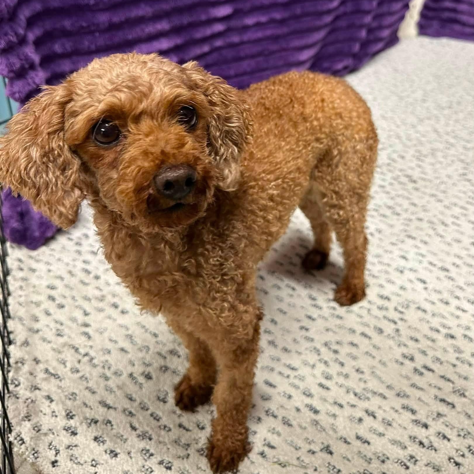 Enlarge Rea - Home Visit in Process, a Adopted Poodle in Hartland, WI image 5/6