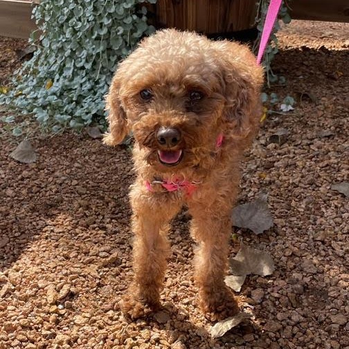 Enlarge Rea - Home Visit in Process, a Adopted Poodle in Hartland, WI image 2/6