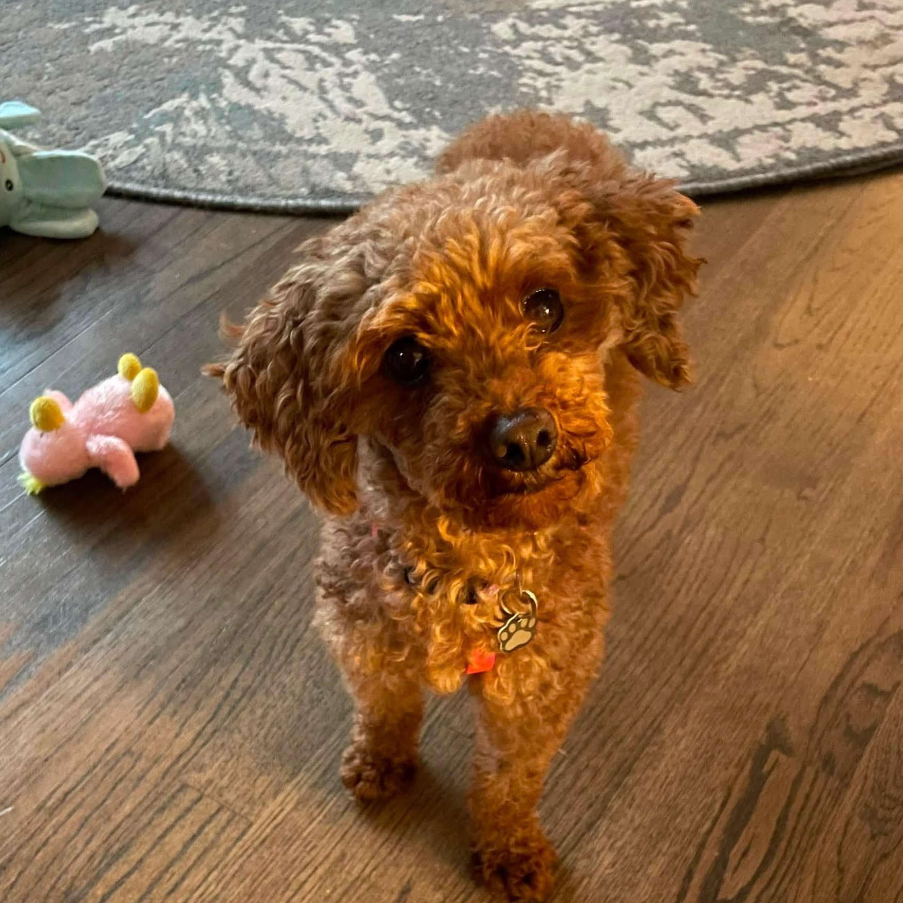Enlarge Rea - Home Visit in Process, a Adopted Poodle in Hartland, WI image 3/6