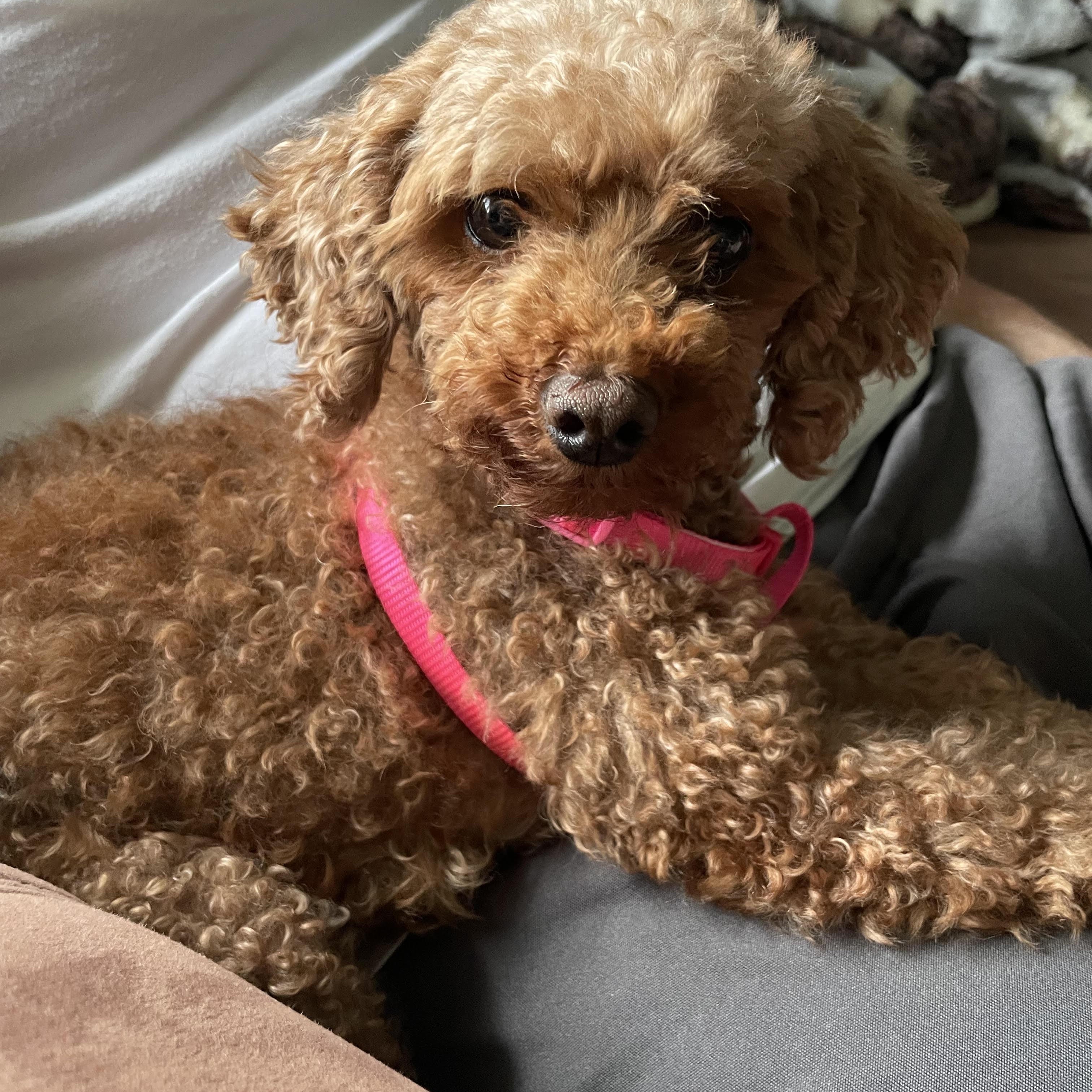 Enlarge Rea - Home Visit in Process, a Adopted Poodle in Hartland, WI image 4/6