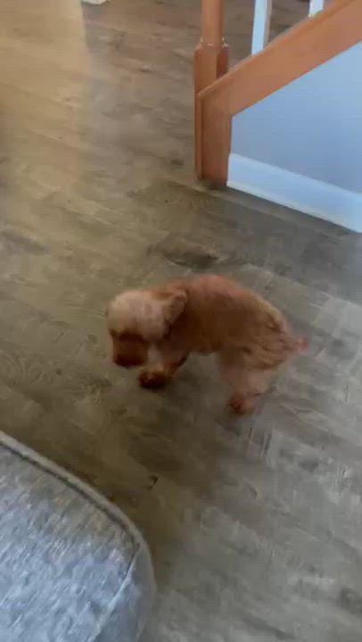 Enlarge Rea - Home Visit in Process, a Adopted Poodle in Hartland, WI video 6/6