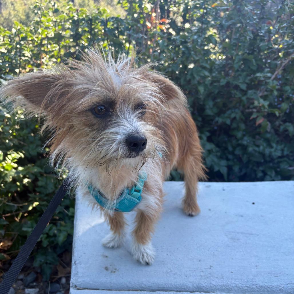 Enlarge Miles, a Adoptable Terrier in Cashmere, WA image 1/2