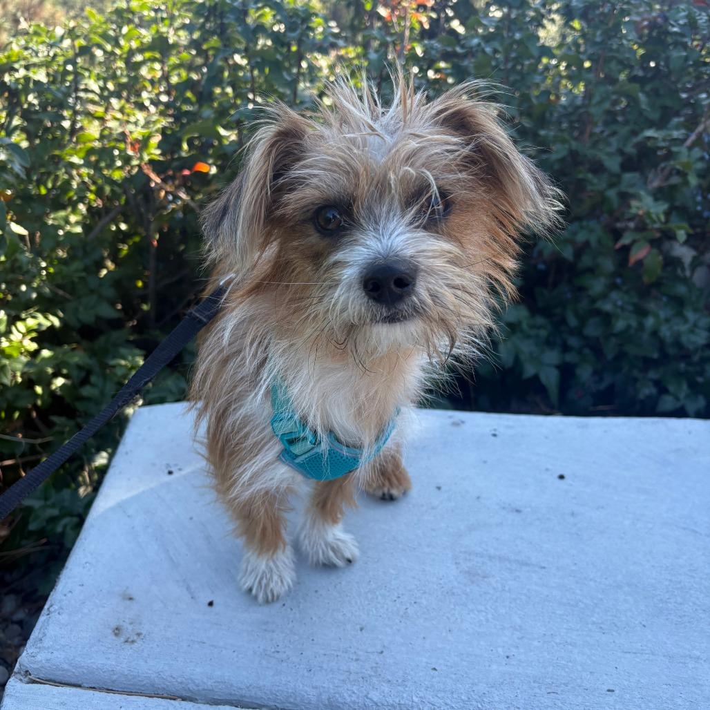 Enlarge Miles, a Adoptable Terrier in Cashmere, WA image 2/2