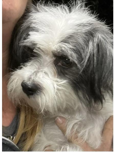 Dog available for adoption - None