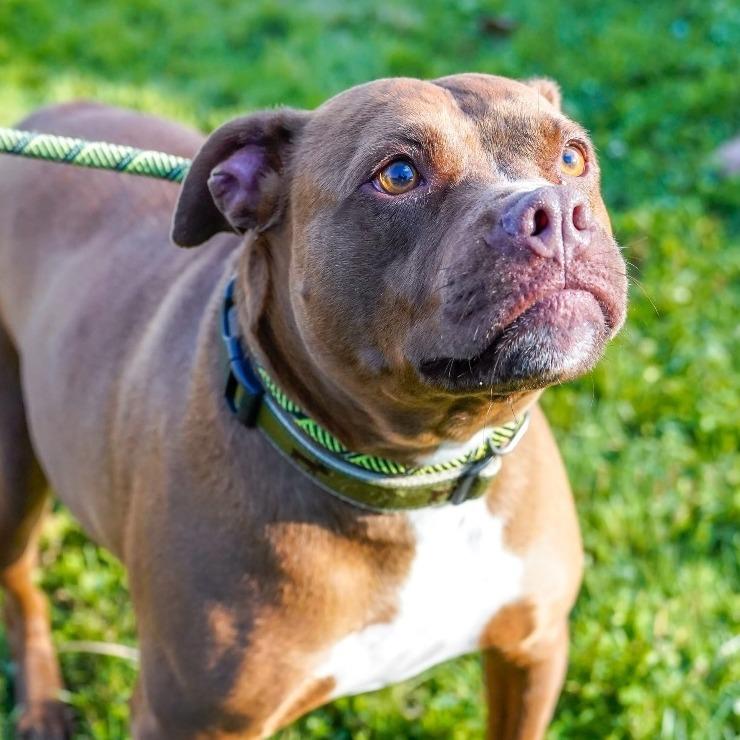 Enlarge Moose, a Adoptable mixed breed in Thomaston, ME image 1/3