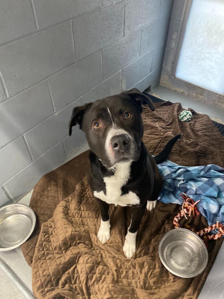 Buck, Adoptable, Adult Male Hound.