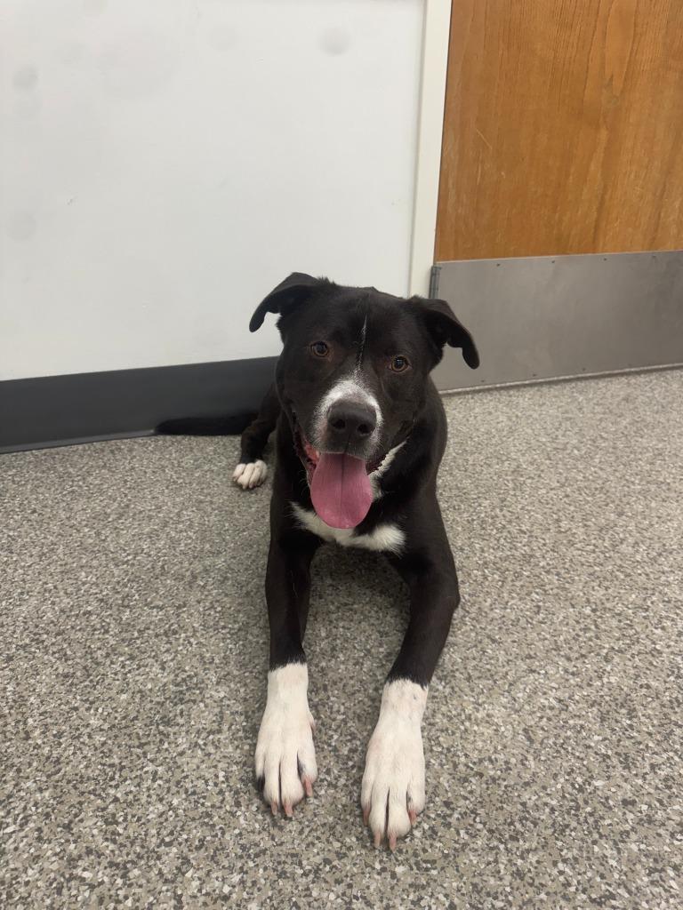 Enlarge Buck, a Adoptable Hound in Findlay, OH image 2/5