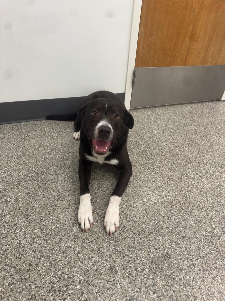 Enlarge Buck, a Adoptable Hound in Findlay, OH image 3/5