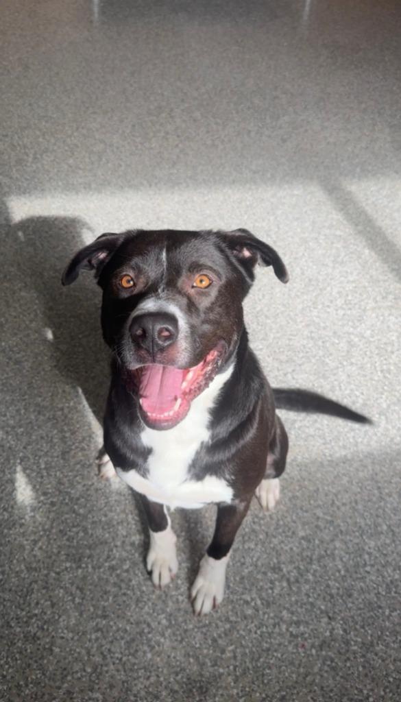 Enlarge Buck, a Adoptable Hound in Findlay, OH image 4/5