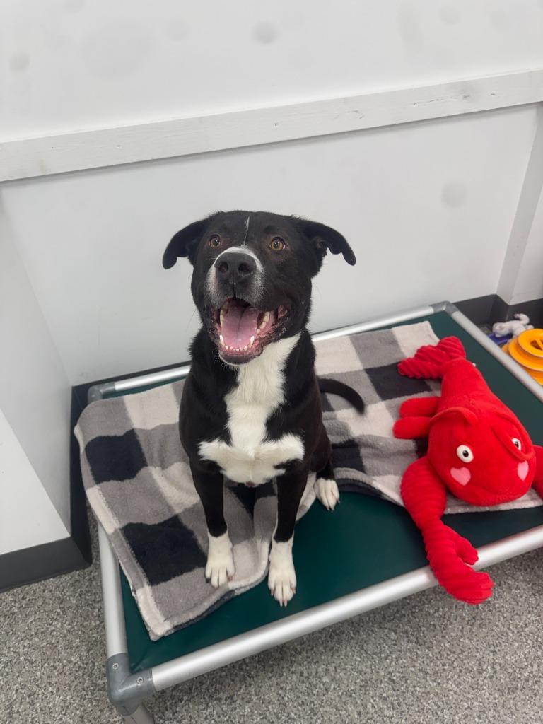 Enlarge Buck, a Adoptable Hound in Findlay, OH image 5/5