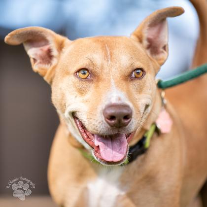 Fonsi, Adoptable, Adult Male Pit Bull Terrier & Mixed Breed.