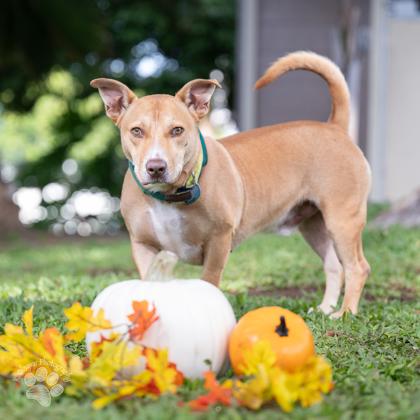 Fonsi, a Adoptable mixed breed in Honolulu, HI image 2/3