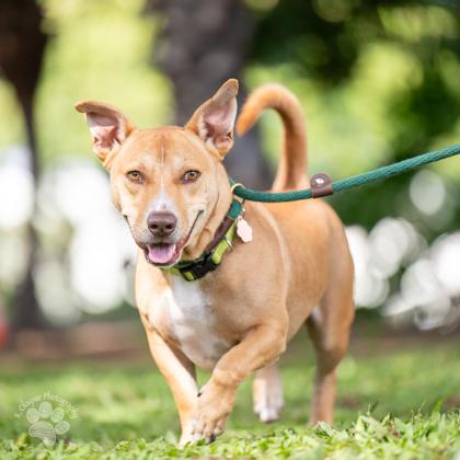 Fonsi, a Adoptable mixed breed in Honolulu, HI image 3/3