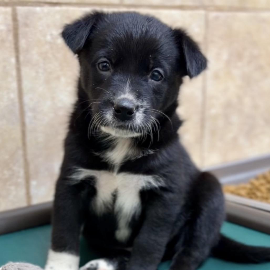 Enlarge Bruno, a Adoptable Mixed Breed in Eureka Springs, AR image 1/1