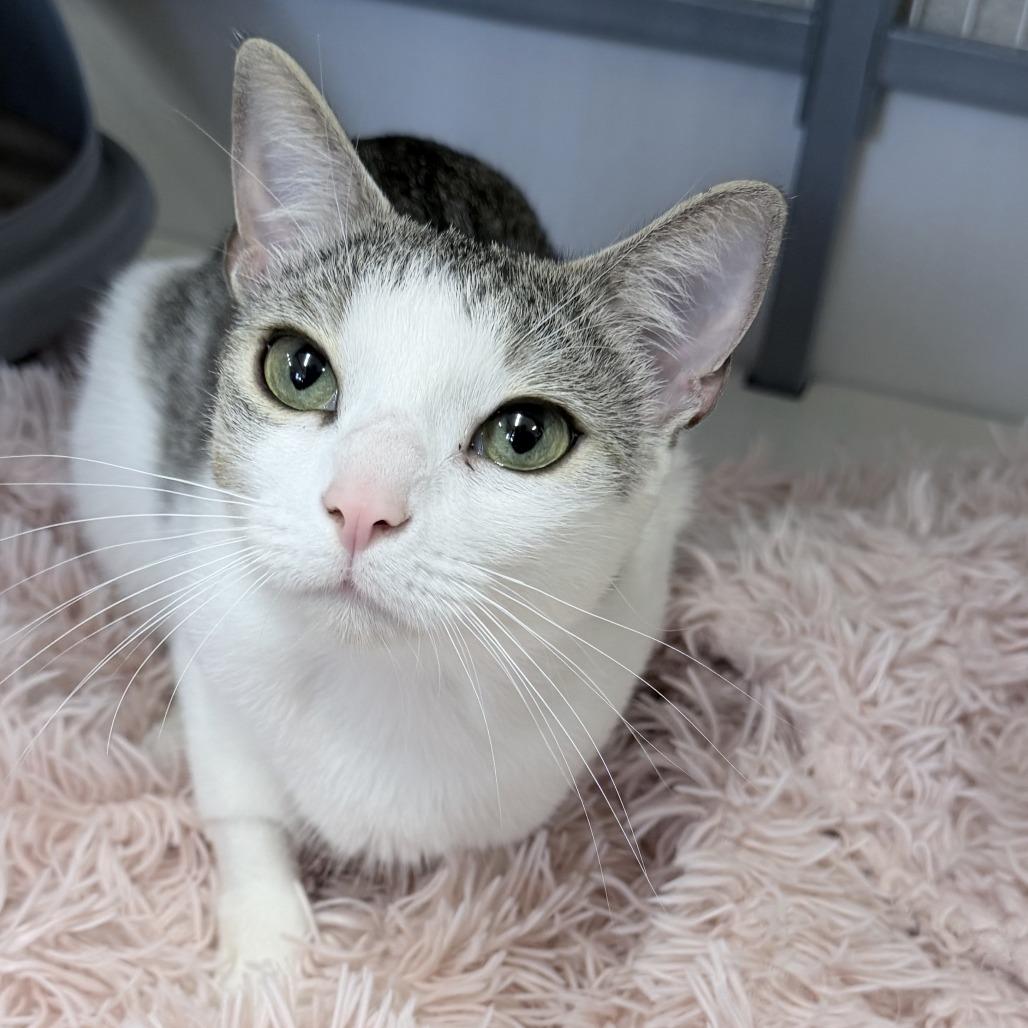 Lily, Adoptable, Adult Female Domestic Short Hair.