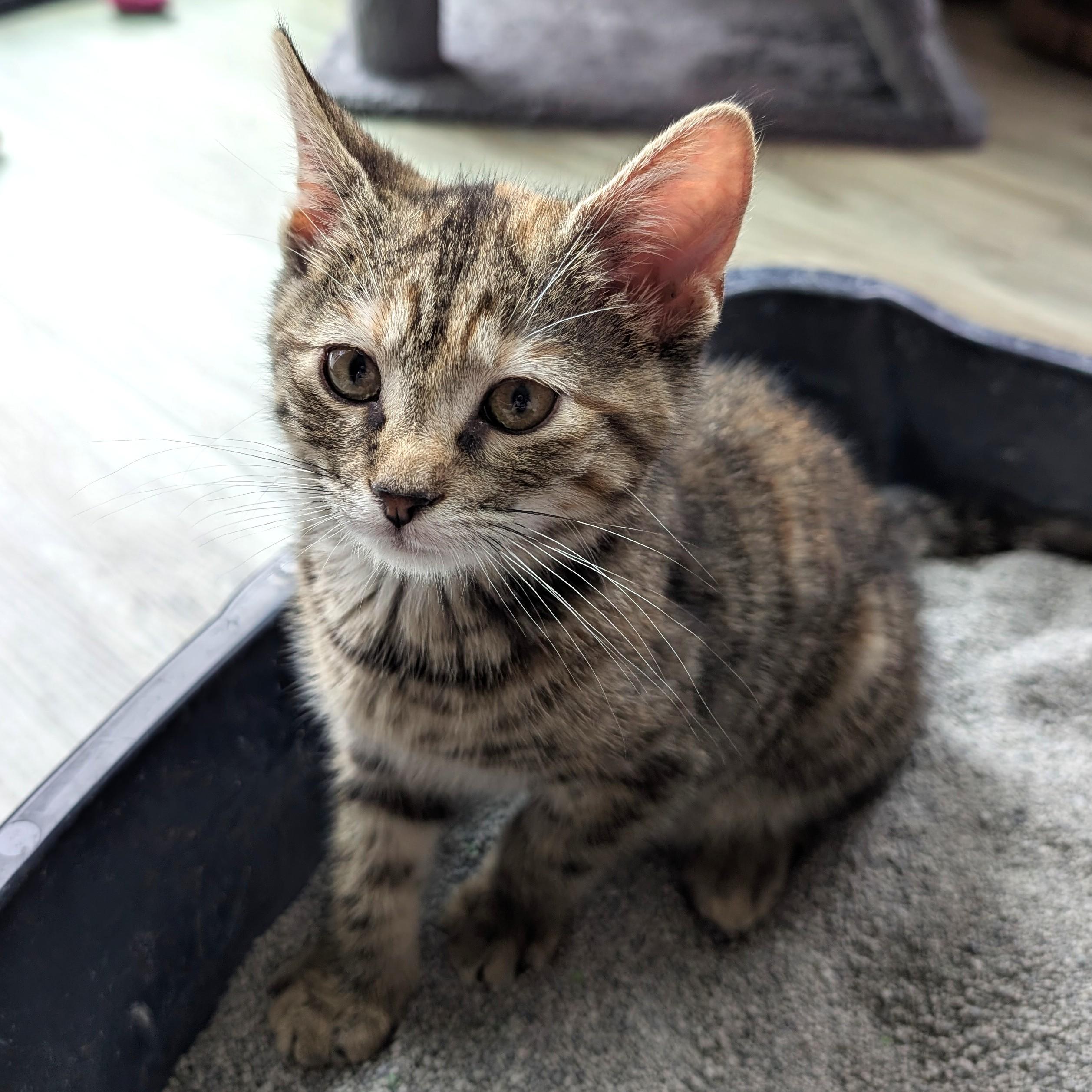 Stella, a ADOPTABLE mixed breed in Smithfield, NC image 5/5