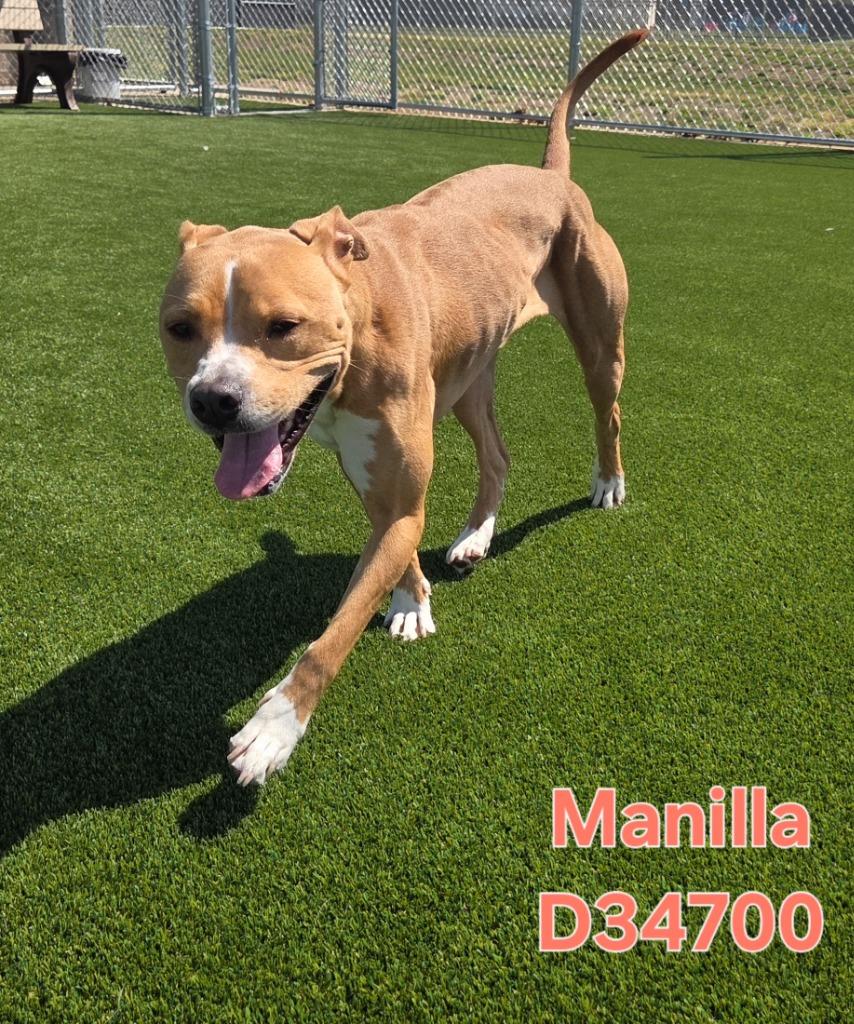 Enlarge Manilla, a Adoptable Pit Bull Terrier in Clarksville, TN image 1/1