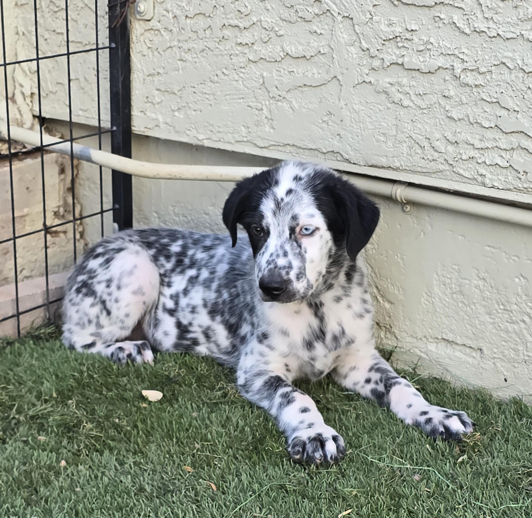 Enlarge Cobalt, an adoptable mixed breed in Apache Junction, AZ image 4/4