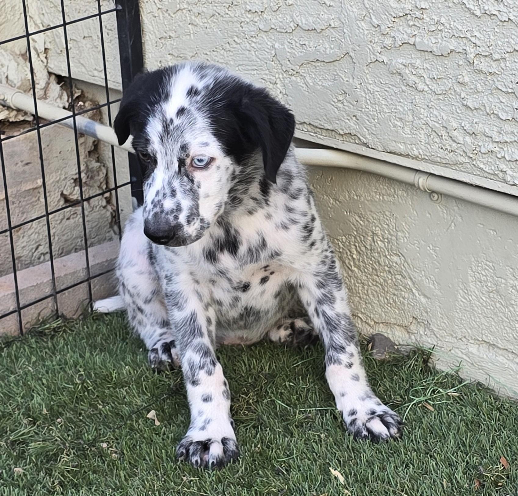 Enlarge Cobalt, an adoptable mixed breed in Apache Junction, AZ image 2/4