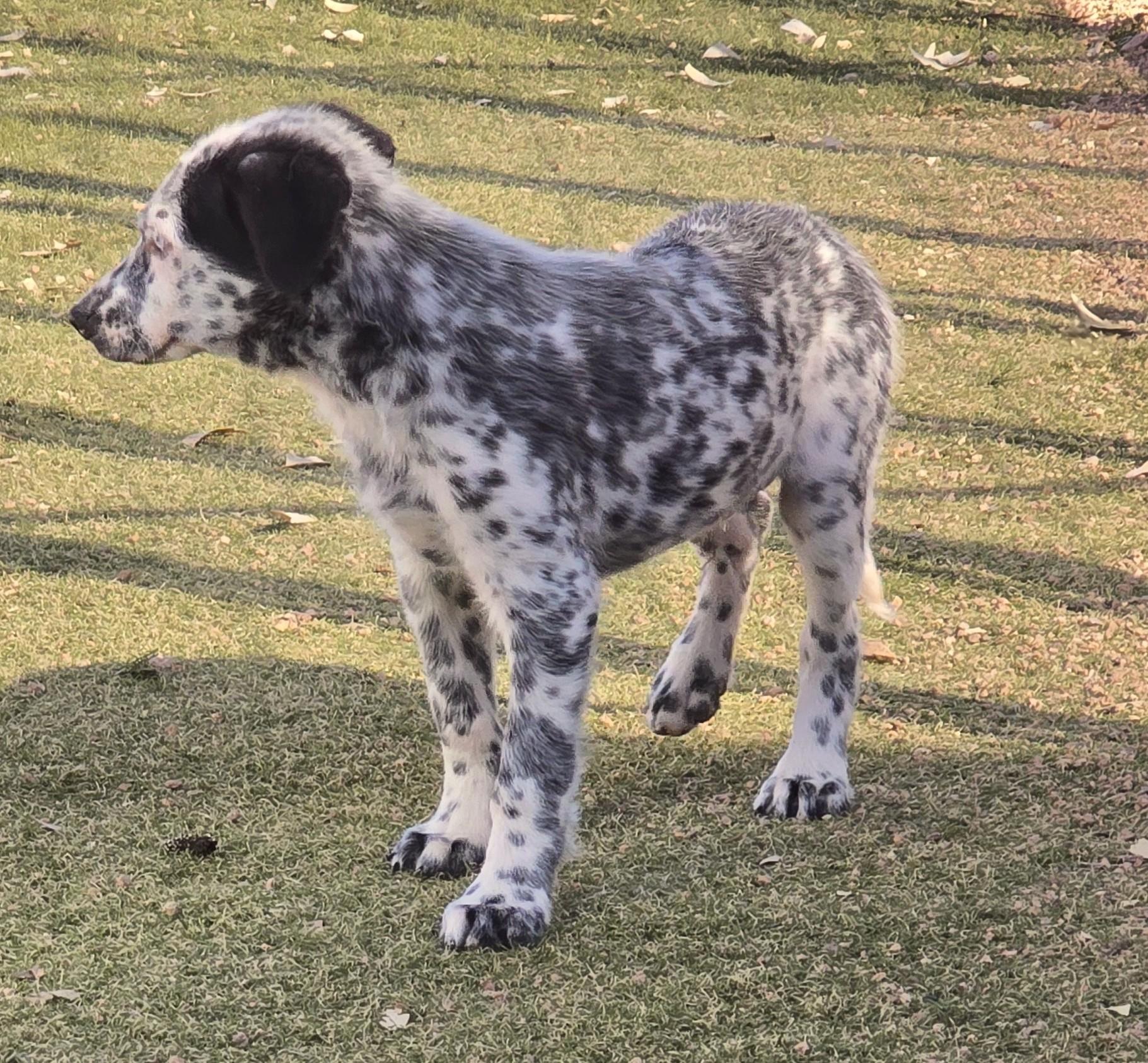 Enlarge Cobalt, an adoptable mixed breed in Apache Junction, AZ image 3/4