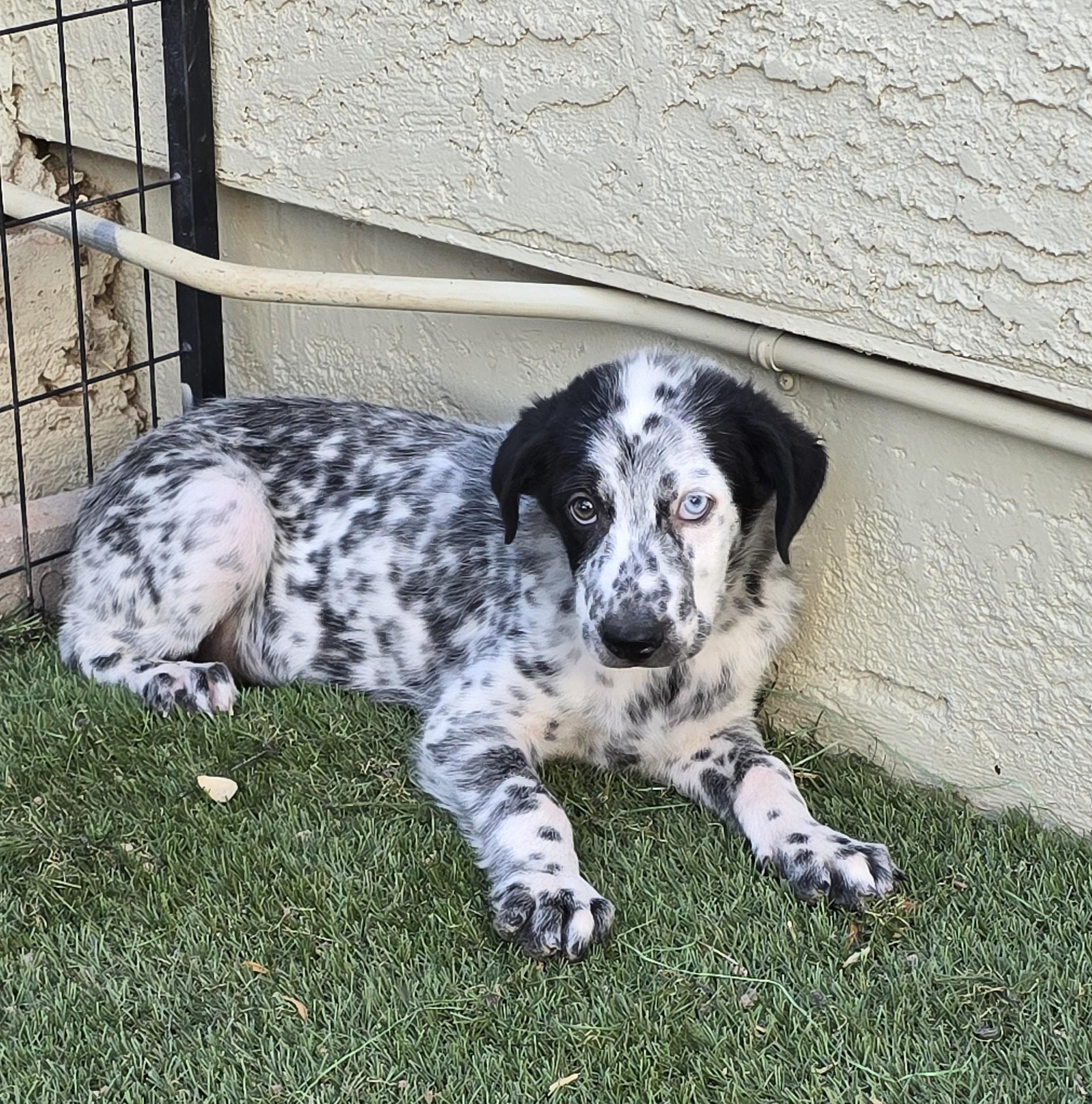 Cobalt, adoptable, Puppy Male Australian Shepherd & Australian Cattle Dog / Blue Heeler.