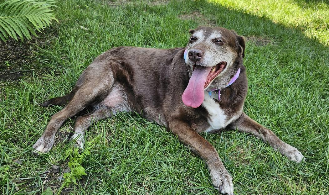 Spice (bonded with Sugar), an adoptable Labrador Retriever in Watertown, WI, 53094 | Photo Image 3