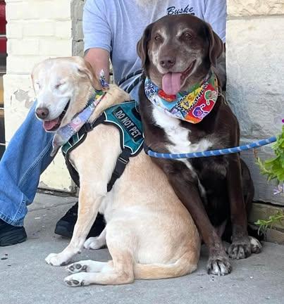 Spice (bonded with Sugar), an adoptable Labrador Retriever in Watertown, WI, 53094 | Photo Image 4