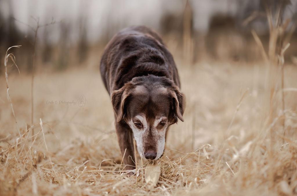 Enlarge Spice (bonded with Sugar), a Adoptable mixed breed in Watertown, WI image 3/6