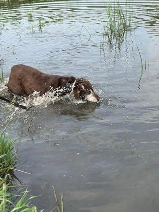 Spice (bonded with Sugar), a Adoptable mixed breed in Watertown, WI image 2/6
