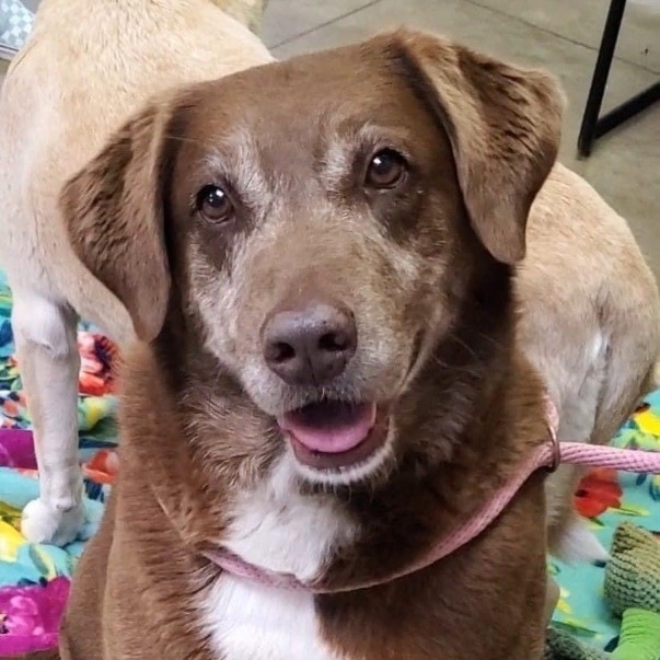 Spice (bonded with Sugar), an adoptable Labrador Retriever in Watertown, WI, 53094 | Photo Image 5