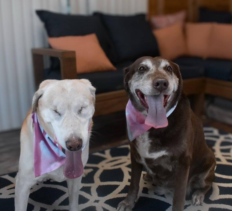 Spice (bonded with Sugar), a Adoptable mixed breed in Watertown, WI image 4/6