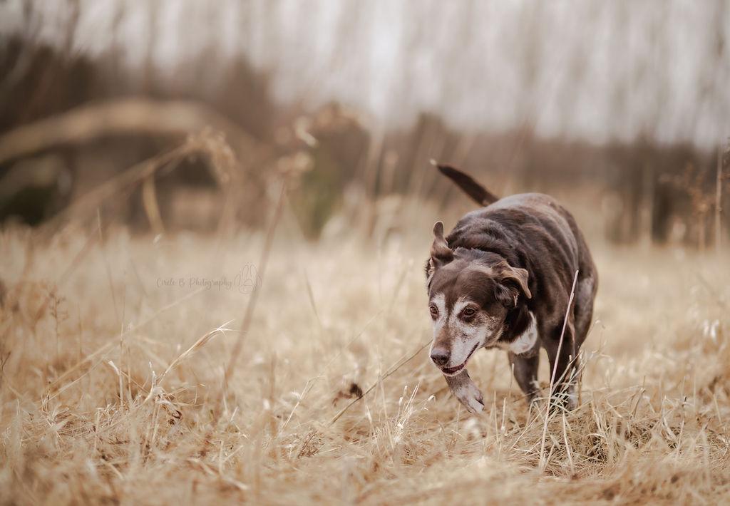 Enlarge Spice (bonded with Sugar), a Adoptable mixed breed in Watertown, WI image 4/6